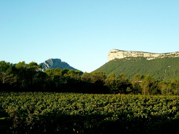 DOSSIER Les Vignes Buissonnières en Pic Saint-Loup sur le site IN VINO VERITAS